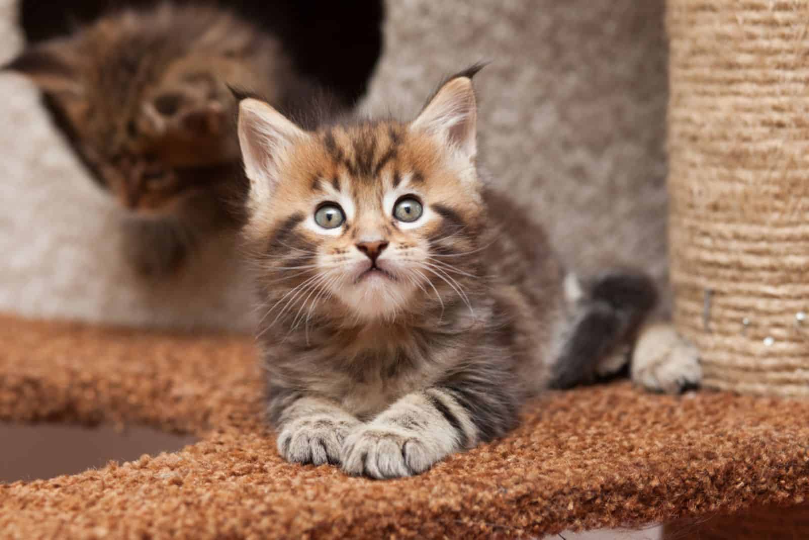 maine coon kitten lying on the cat tree