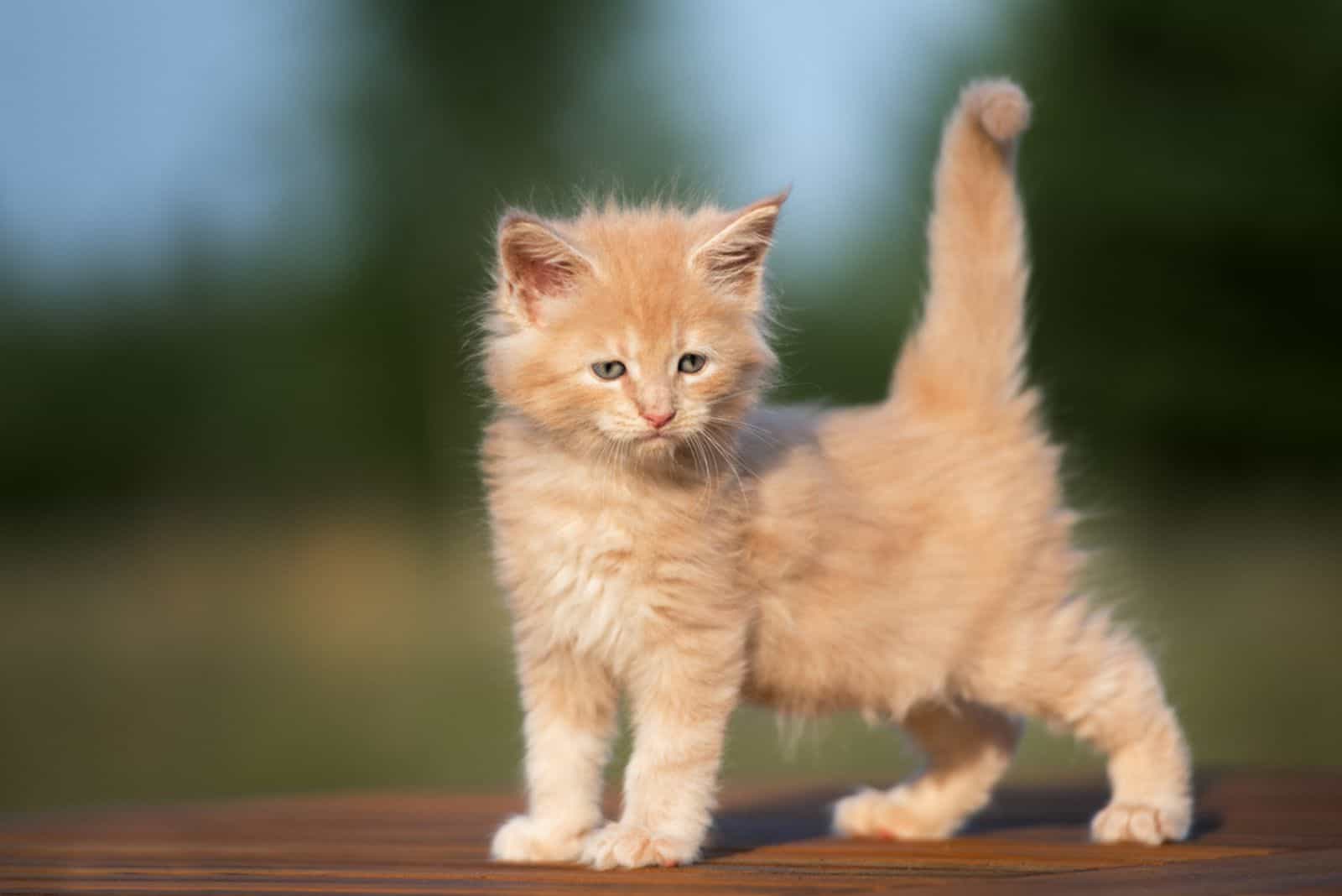 maine coon kitten standing 