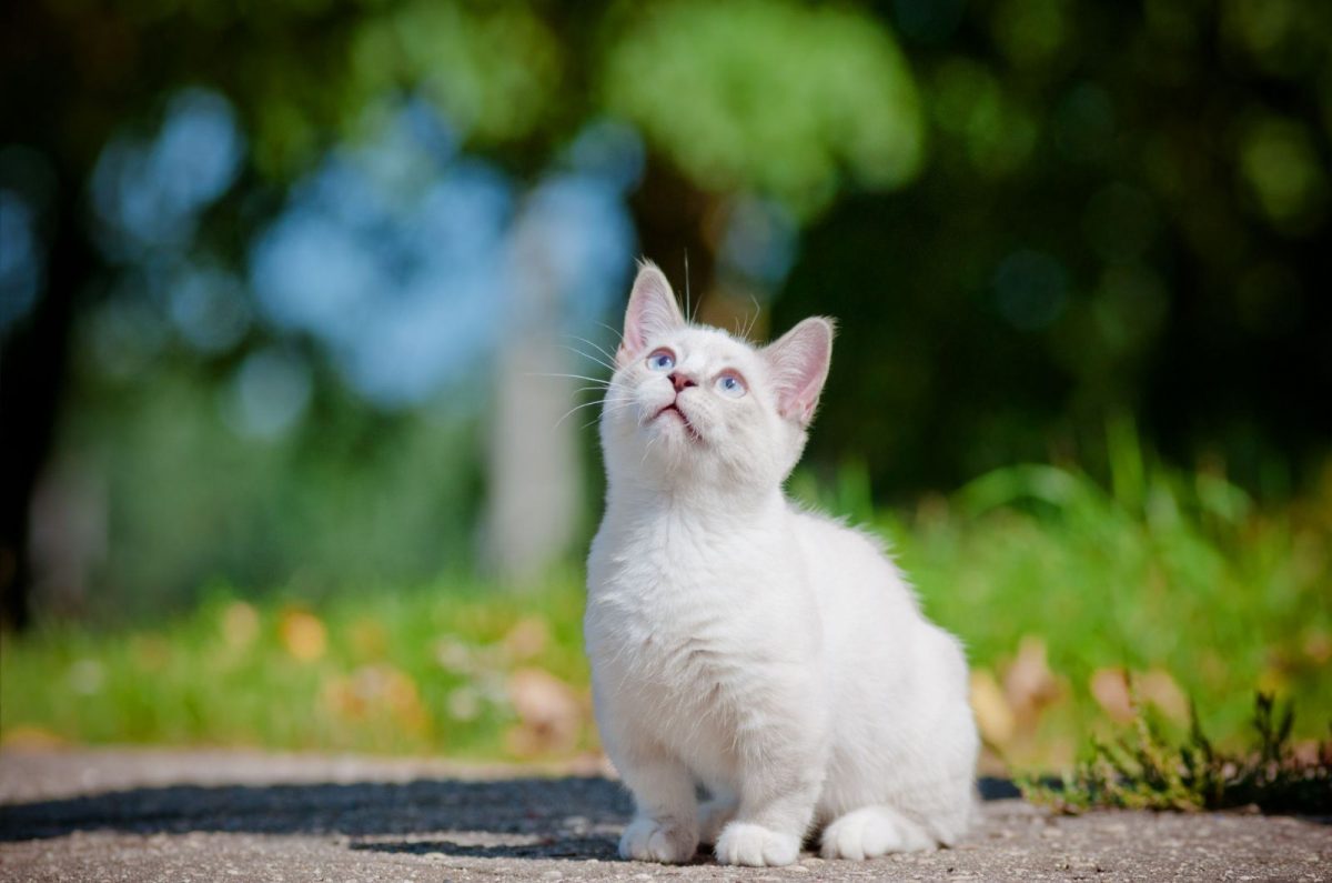 Munchkin Cats For Sale Ohio (Breeders & Adoption Sites 2023)