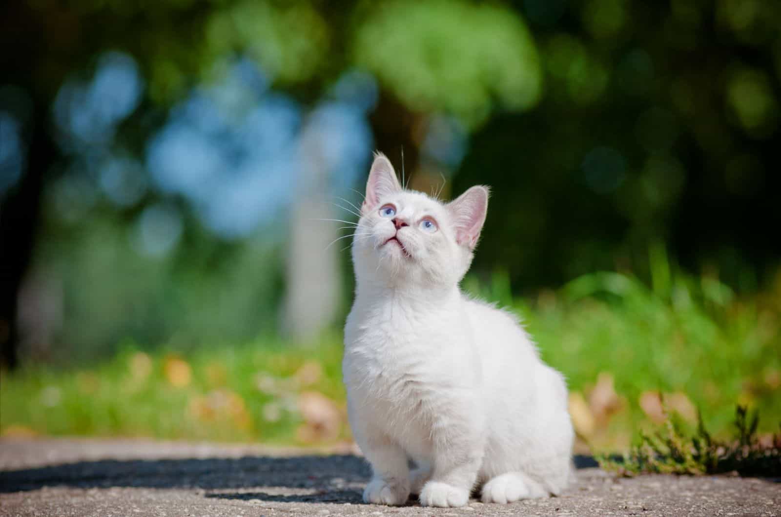 munchkin cat sitting on the road outdoor