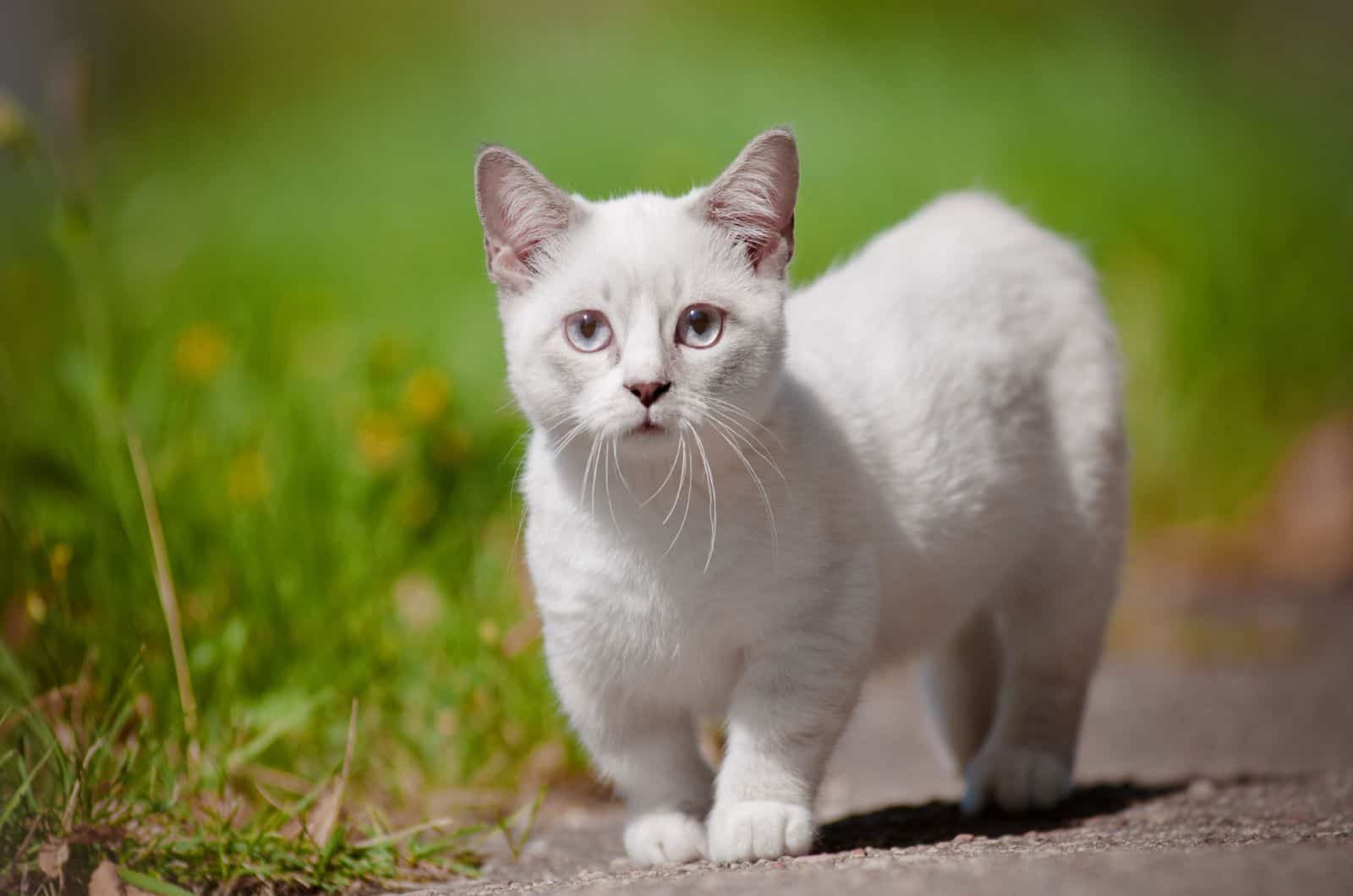 munchkin kitten outdoors