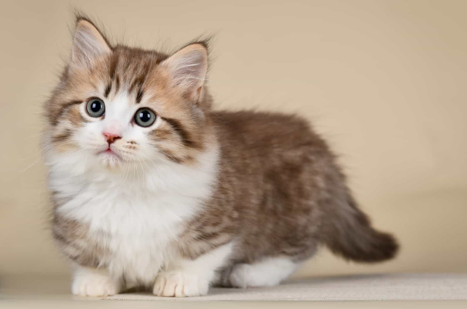 munchkin kitten