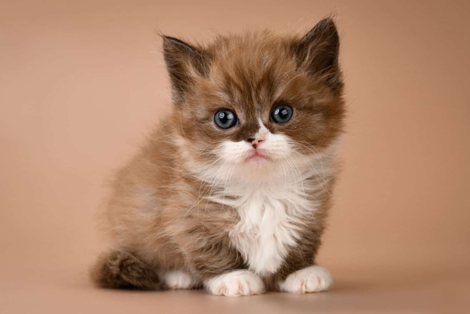 nice cute adorable brown chocolate munchkin kitten