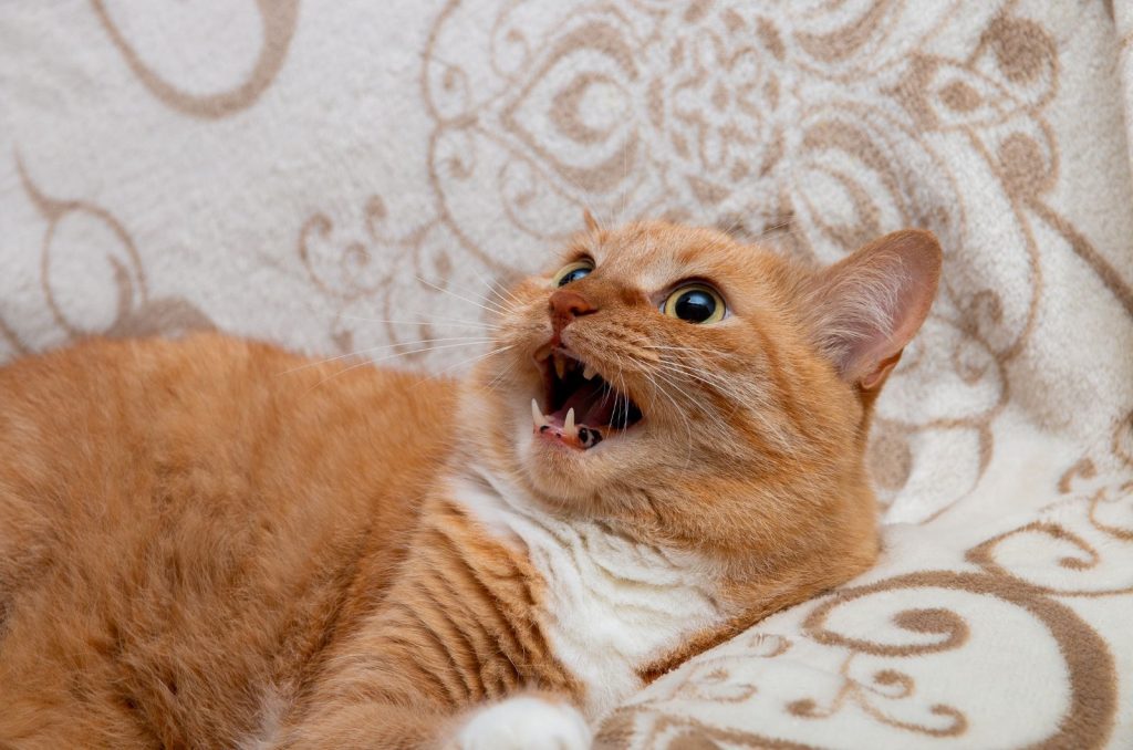 6 Possible Causes Of Cat Coughing With Tongue Out (Explained)