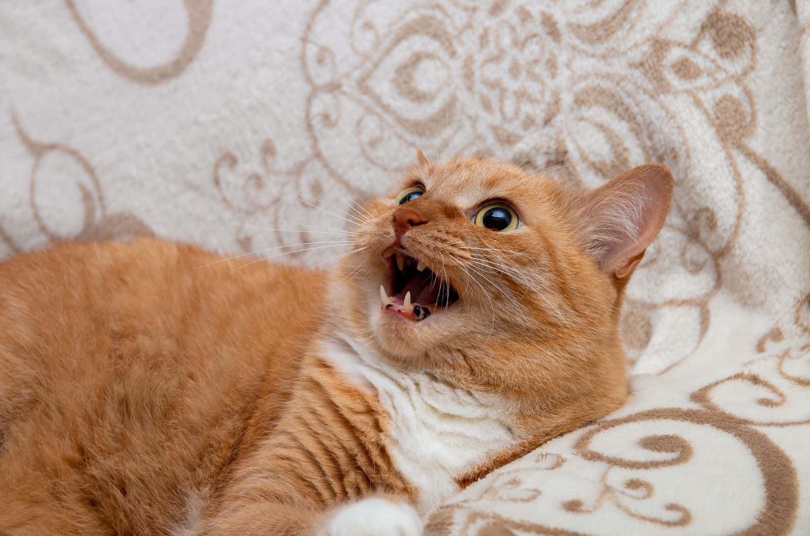 orange Cat Coughing