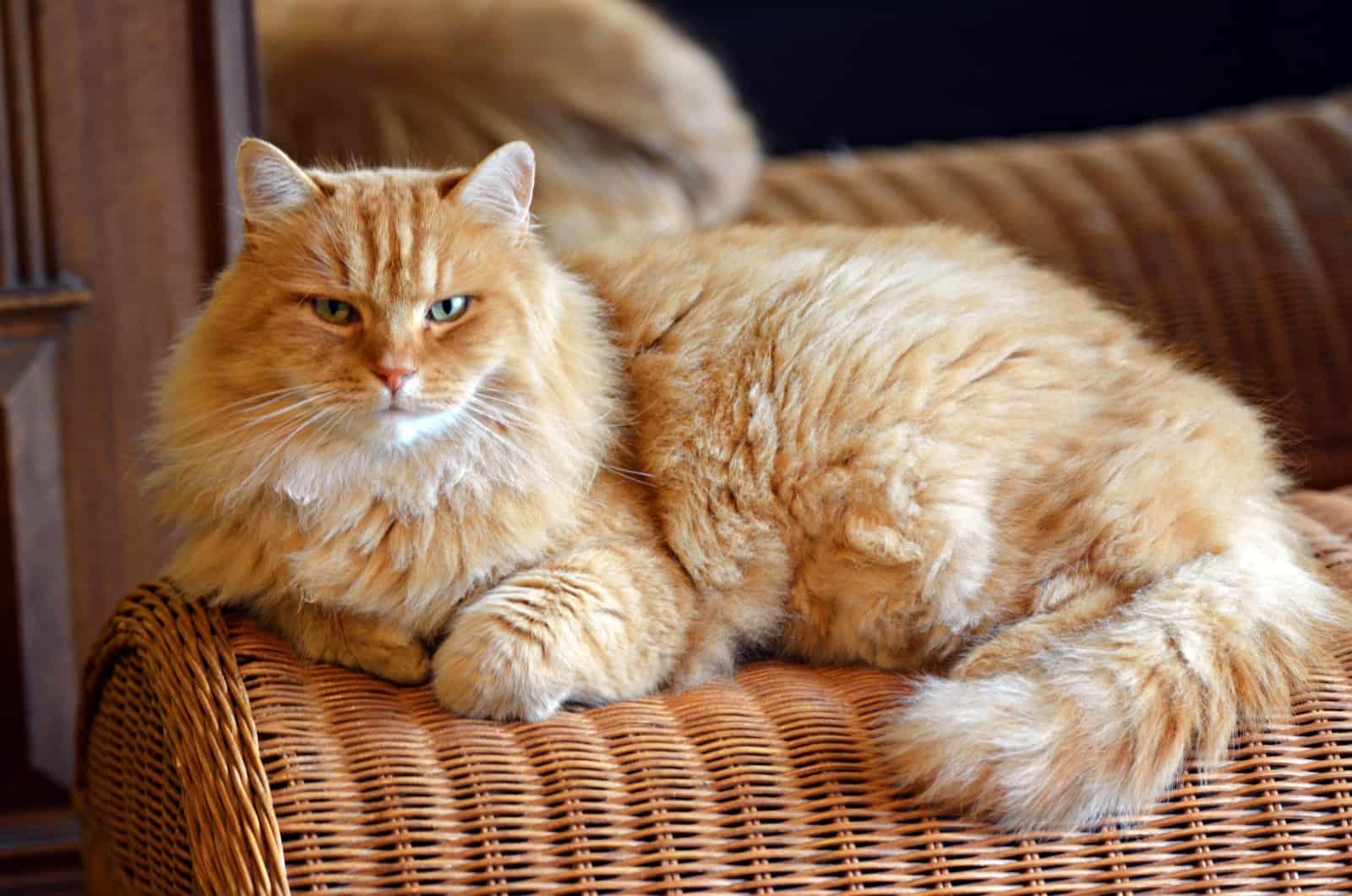 orange Siberian Cat