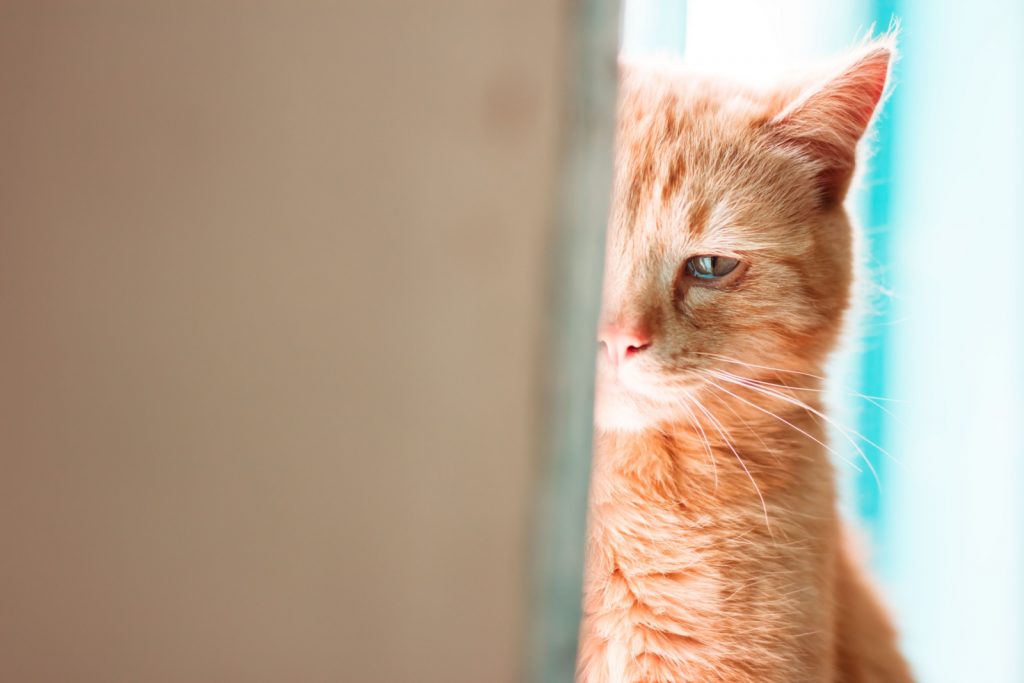 Do Cats Cry And When? What It Means When Your Cat Cries