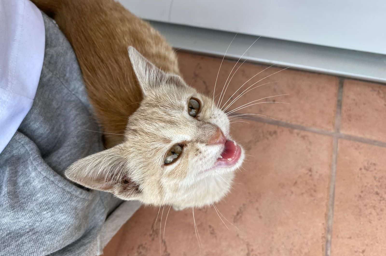 orange cat making a clicking sound next to owner