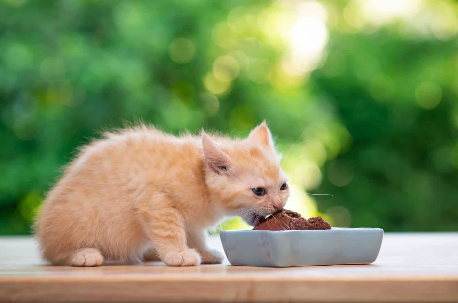 small hungry orange kitten eating best food for kittens from a grey bowl with green background