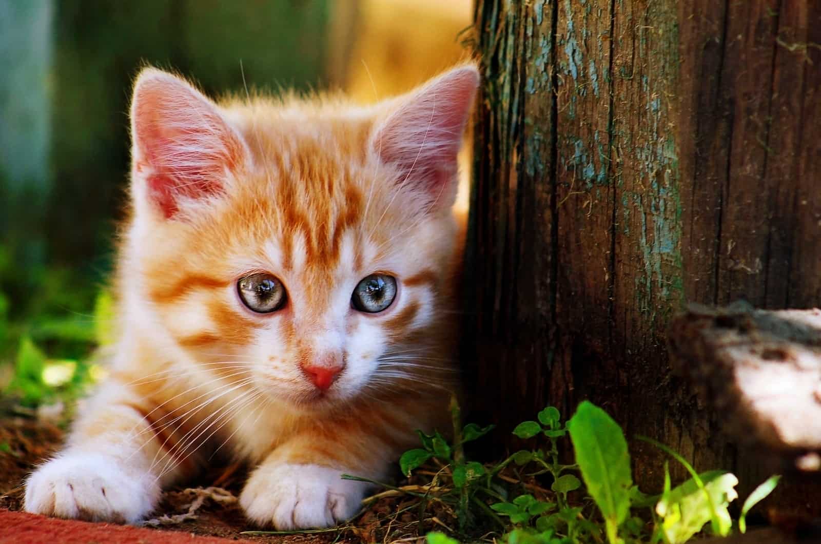orange kitten playing outside