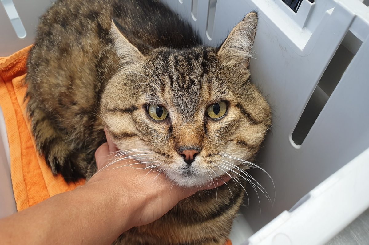 Why Are My Cat's Lymph Nodes Swollen? 7 Potential Reasons