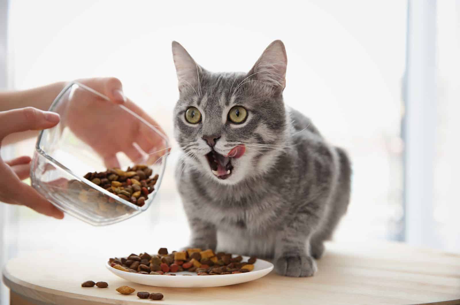 owner feeding his cat