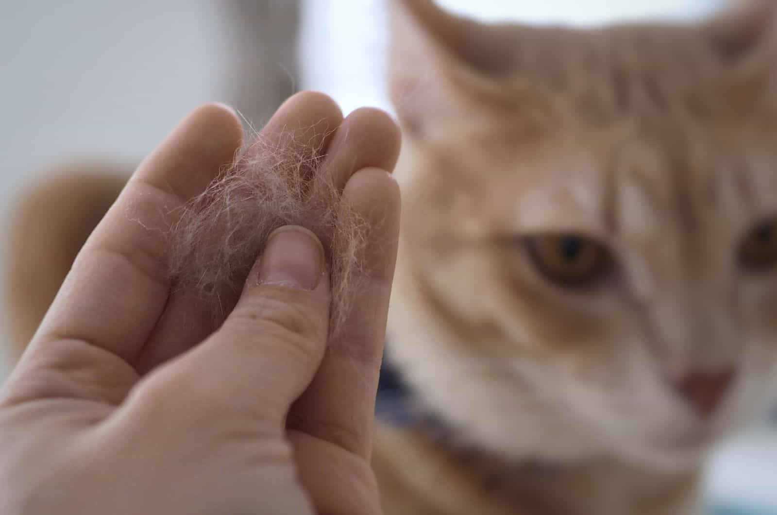 owner holding a fur ball