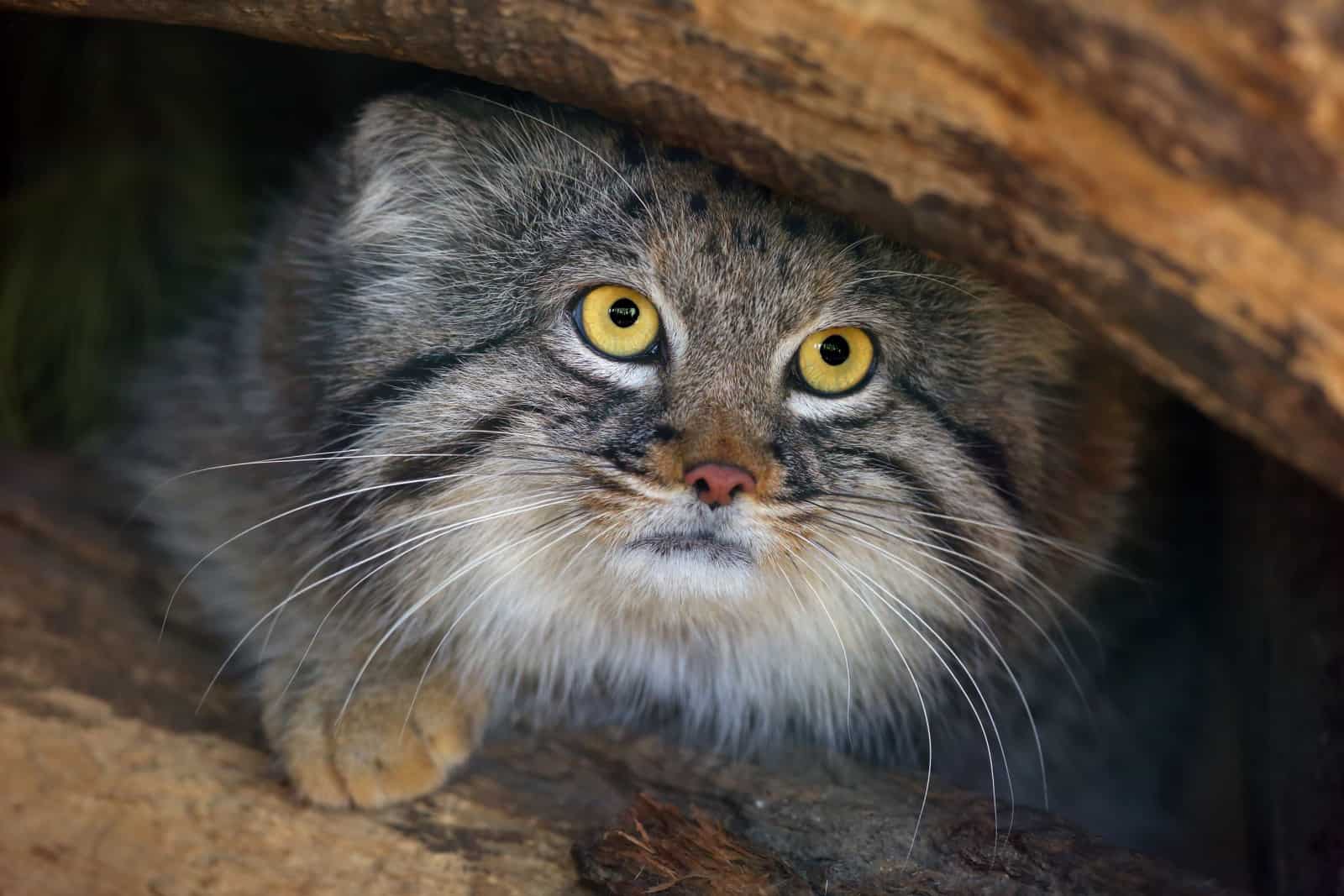 pallas cat  (Otocolobus manul) with large round eyes 