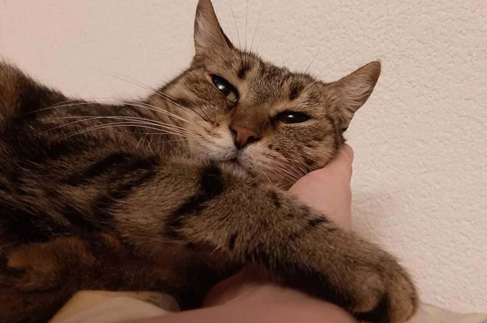 person comforting a cat