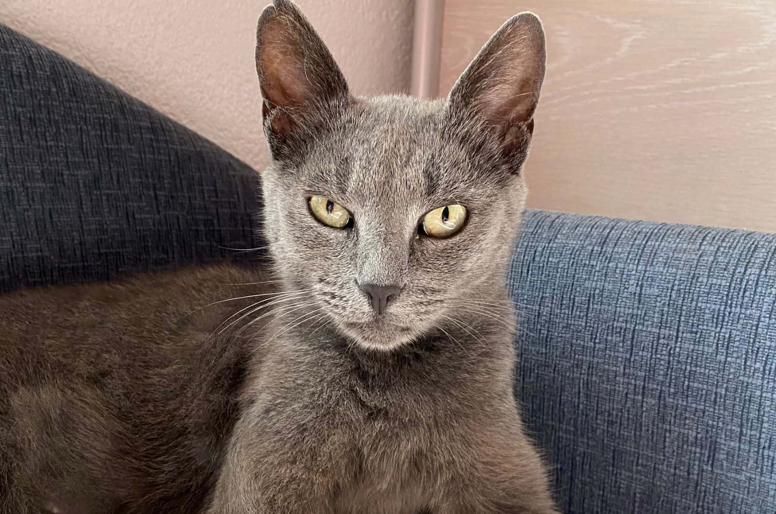 photo of an annoyed grey cat with grumpy expression