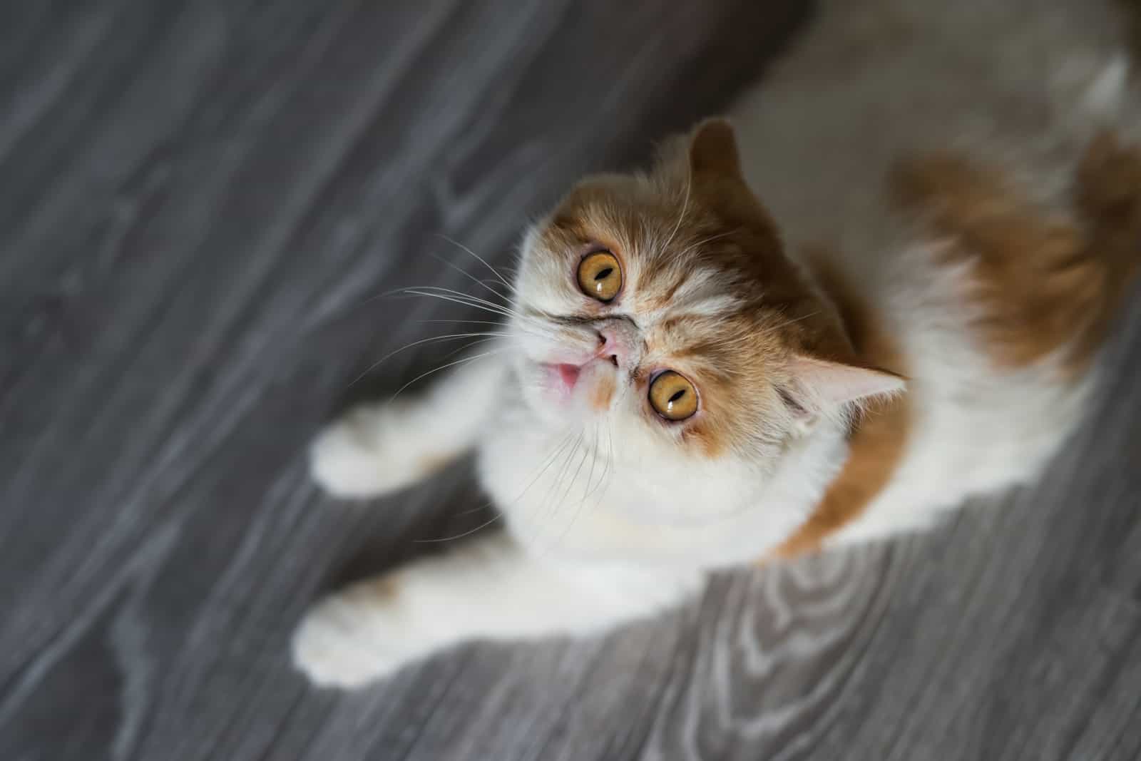 portrait of Brown Exotic shorthair cat look at camera and sit on wooden floor