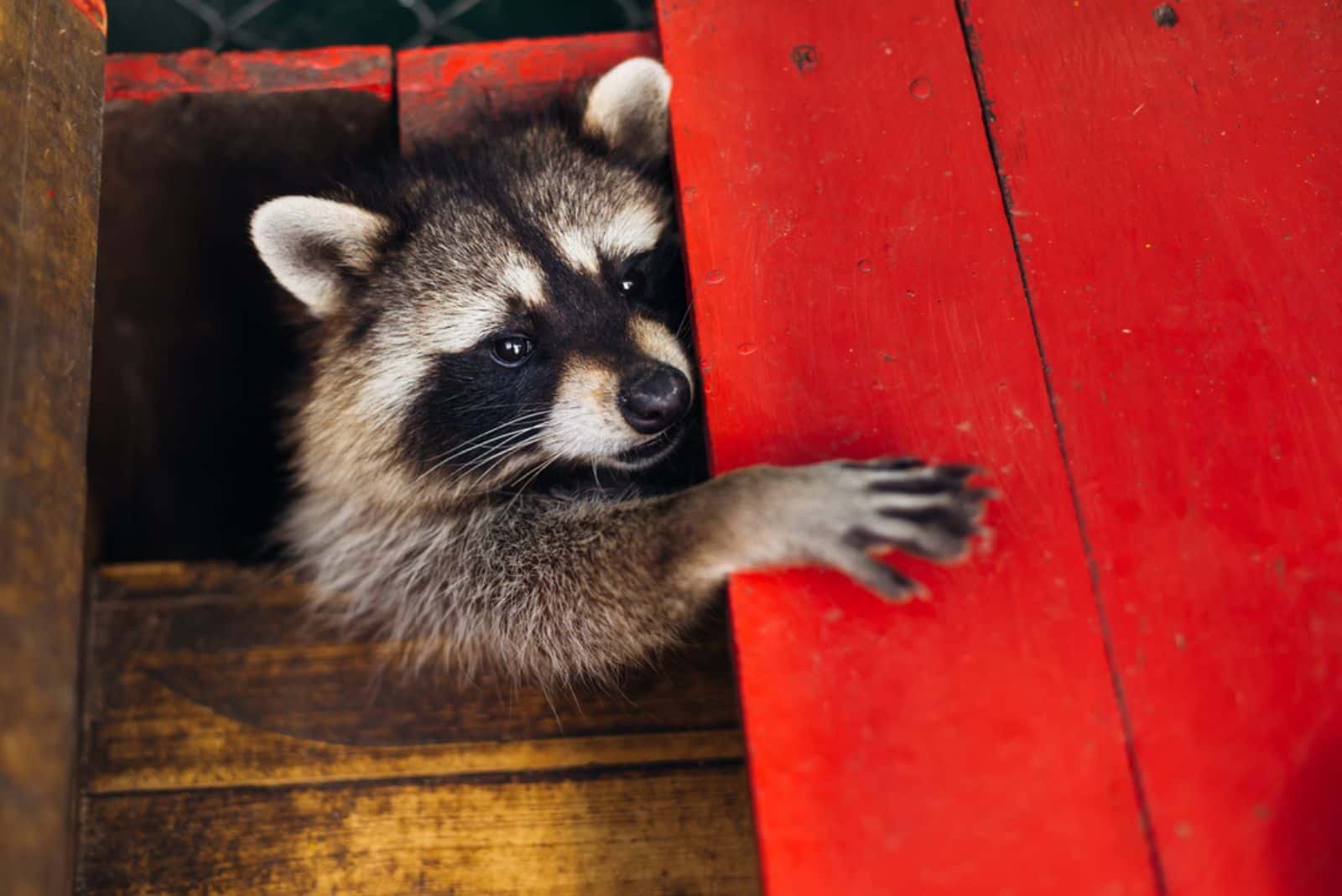 raccoon is hiding behind the red desks