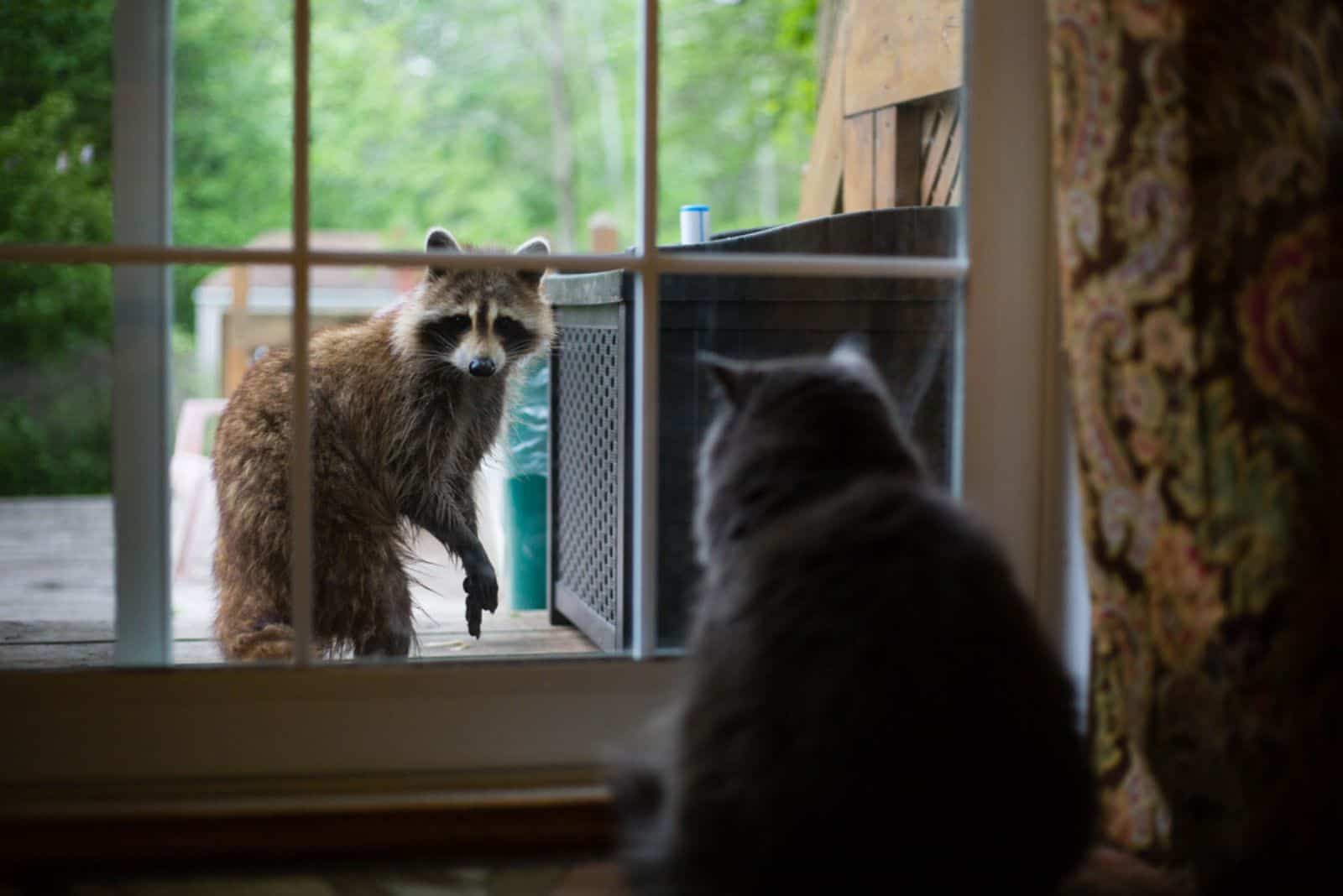 raccoon looking at cat from the outside