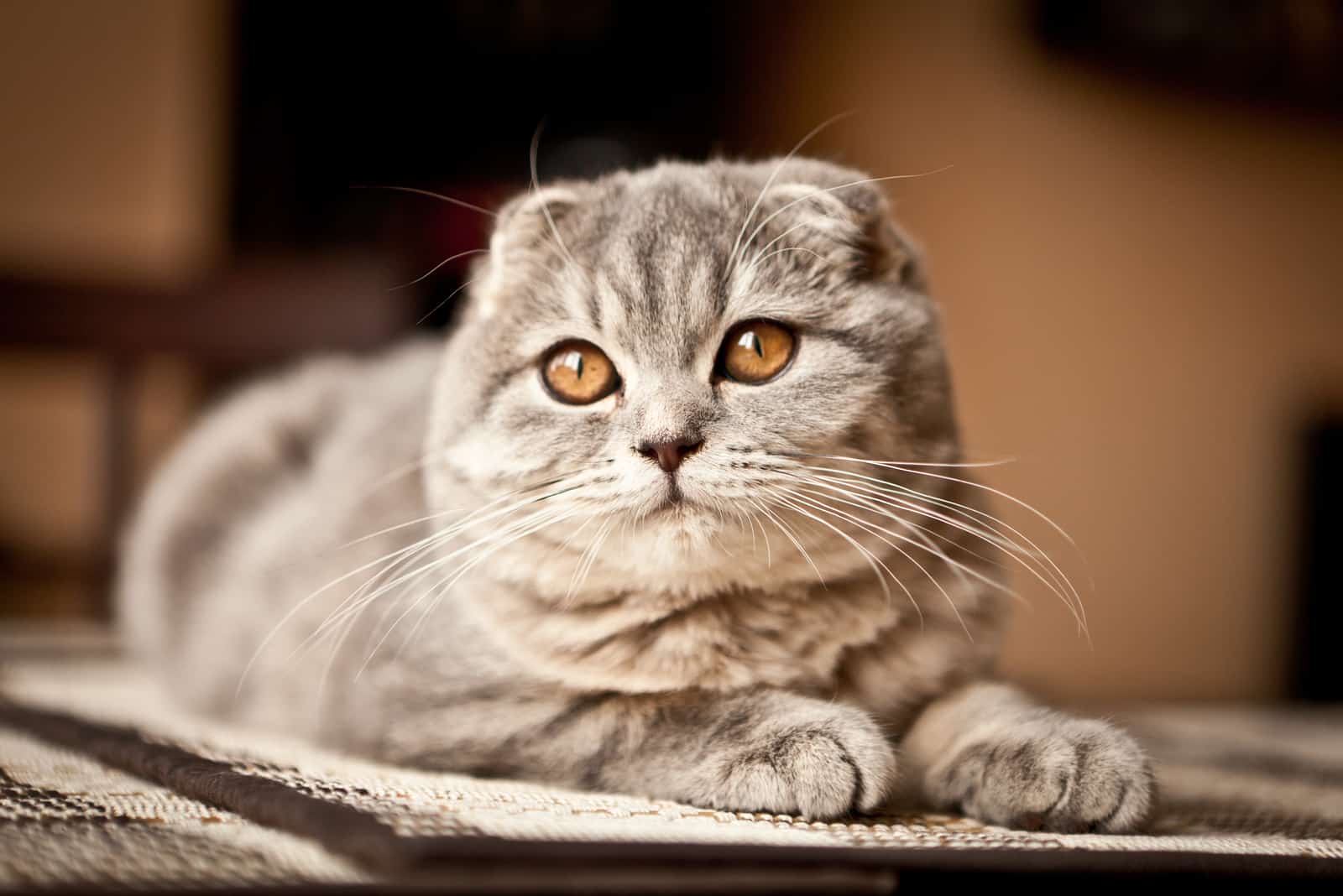 portrait of a tabby scottish fold cat with round eyes 