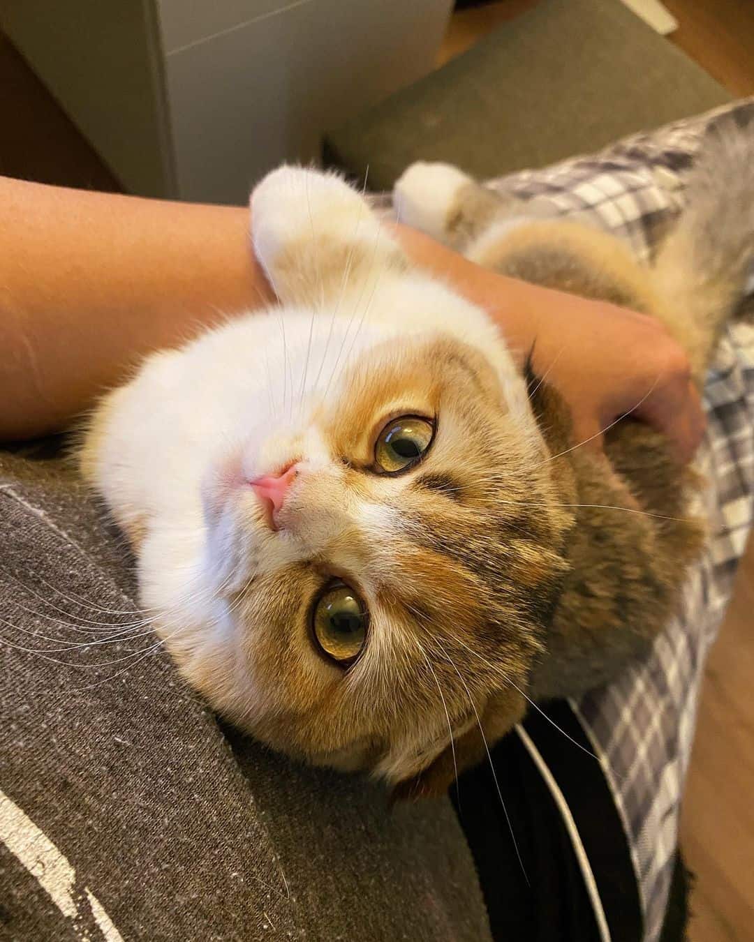 scottish fold munchkin cat in owner's lap