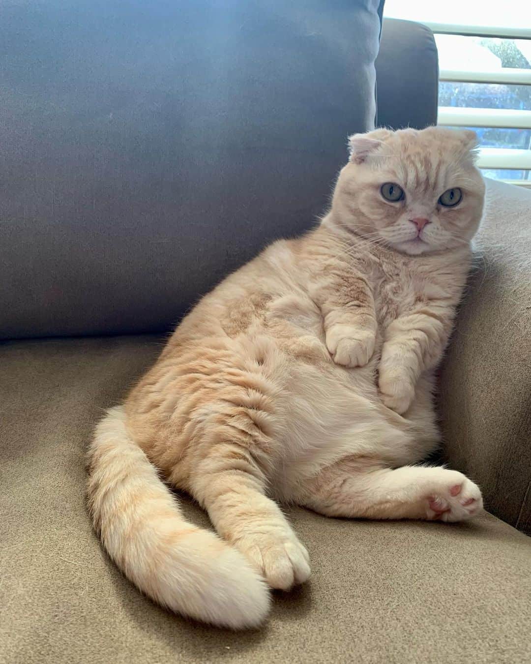 scottish fold munchkin sitting