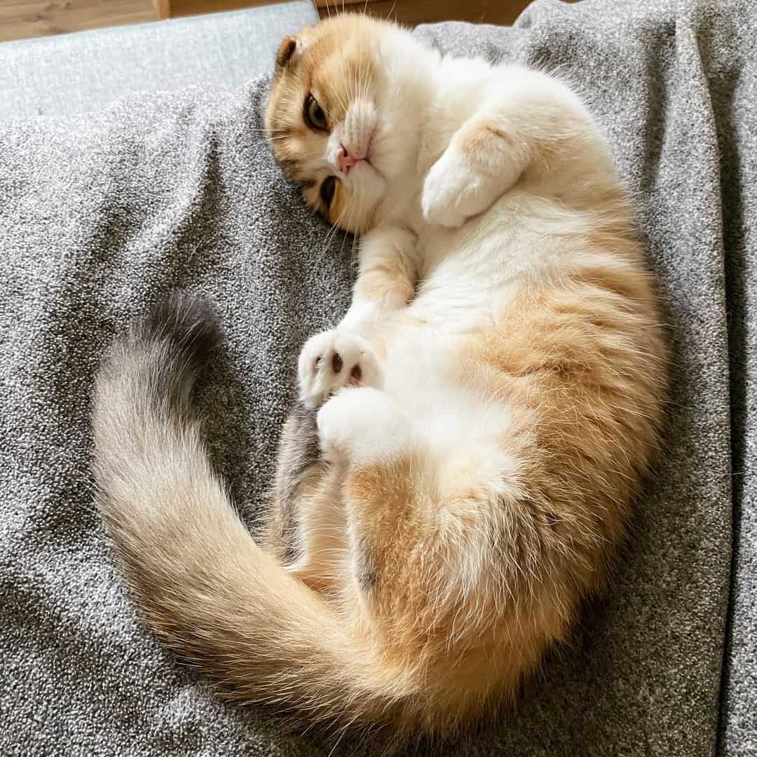 scottish fold munchkin