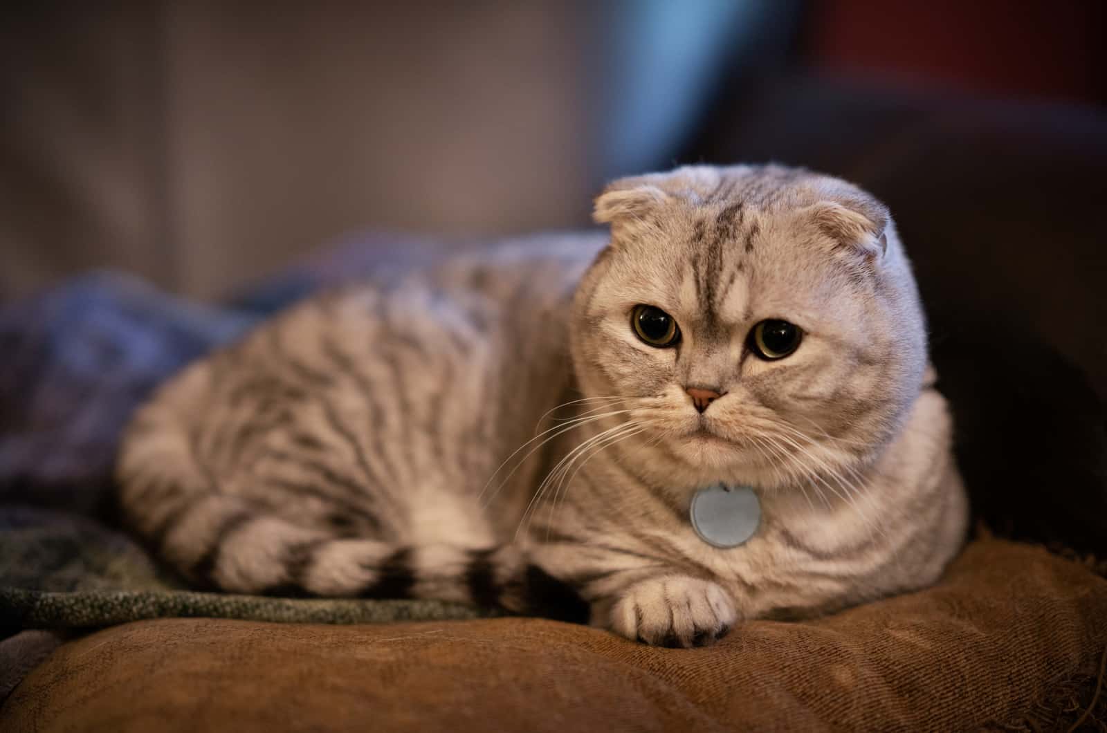 scottish fold munckin