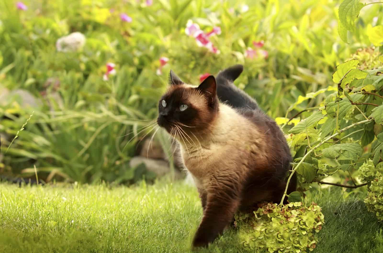 siamese cat walking in backyard