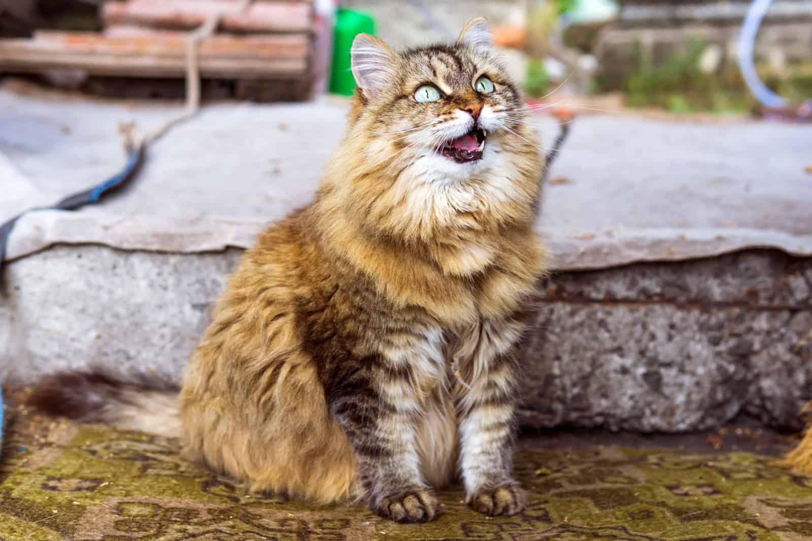 siberian cat with green eyes opened her mouth