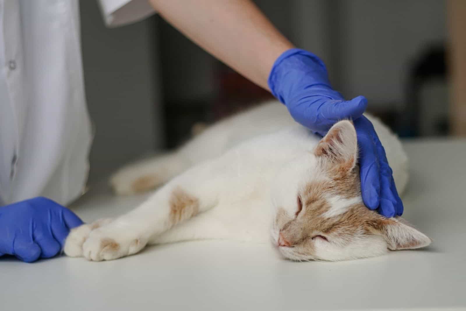 sick cat at the vet