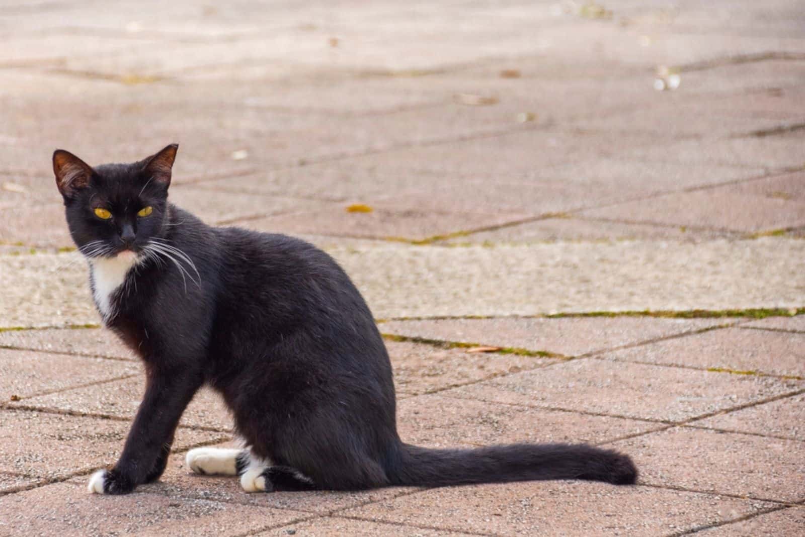 stray cat on the street