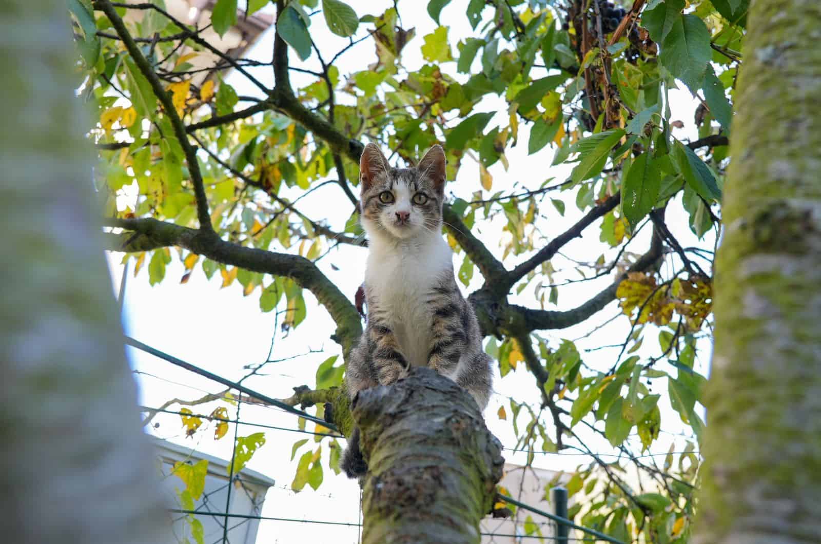 tabby and white cat standing on a tree branch