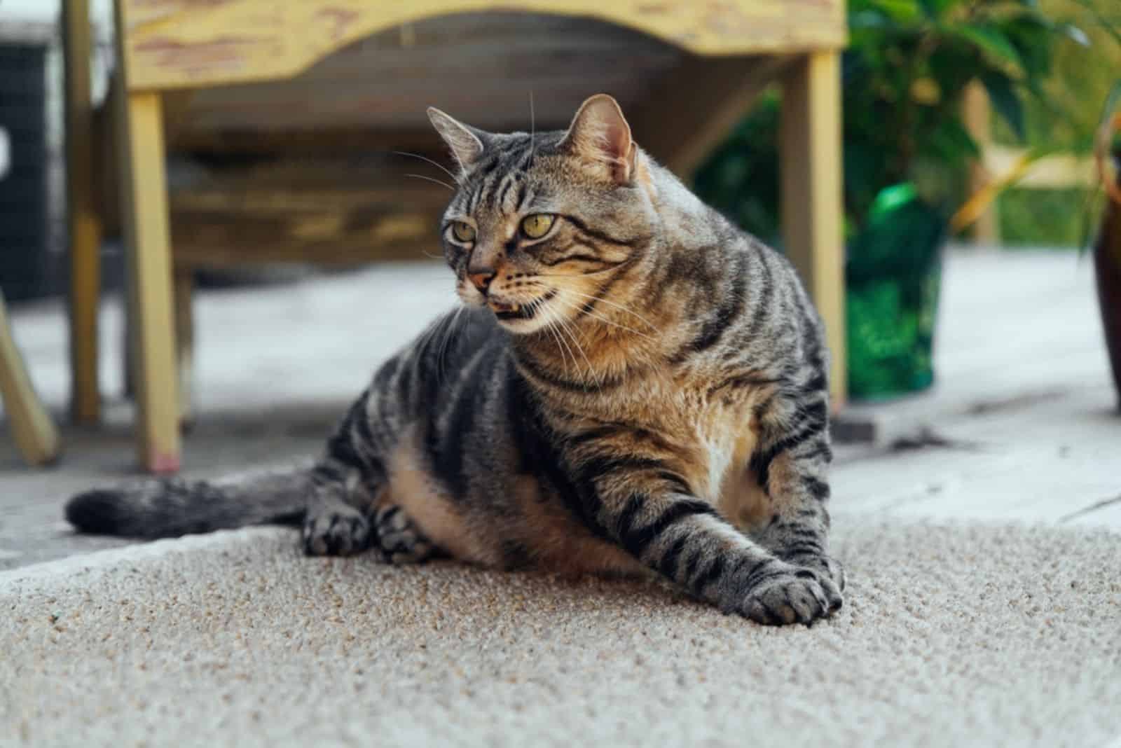 the cat is resting on the deck 