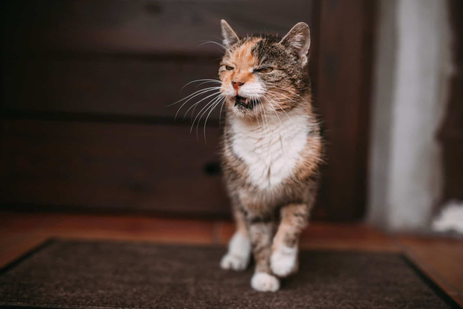 the cat meows in front of the door