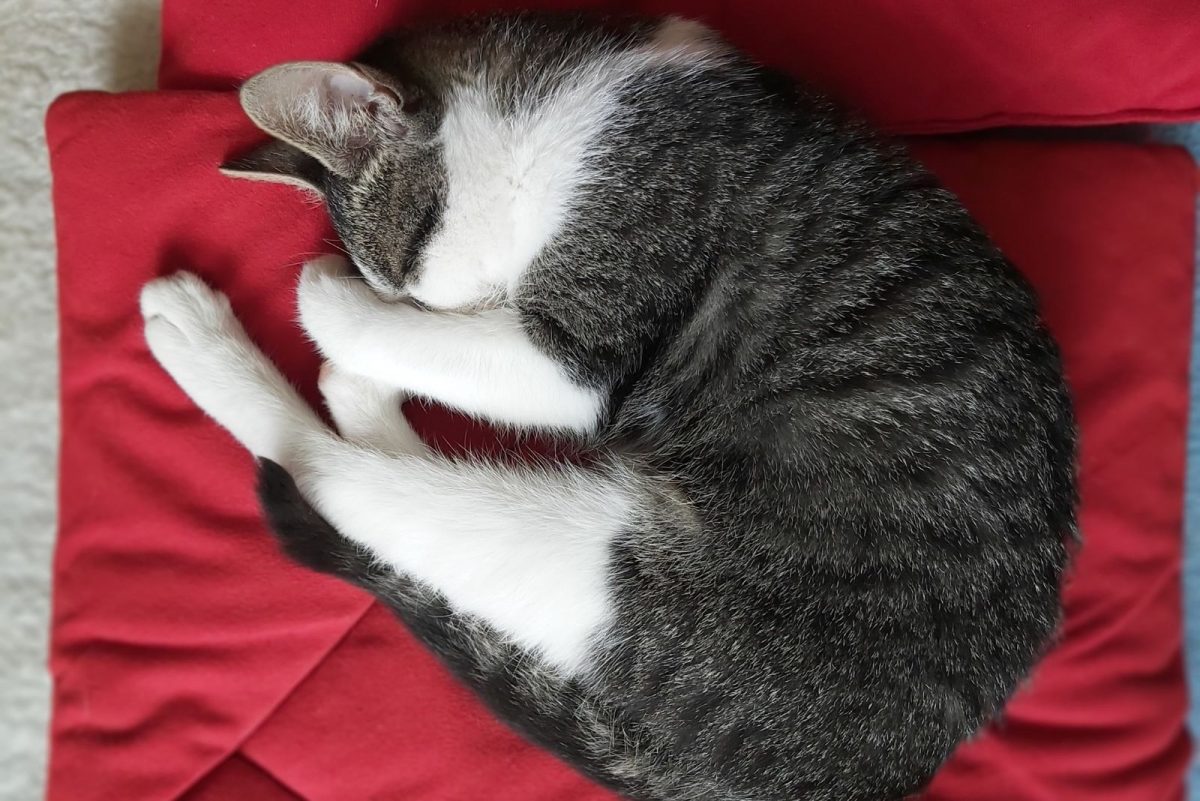 Why Is Your Cat Twitching In Sleep? 5 Possible Reasons