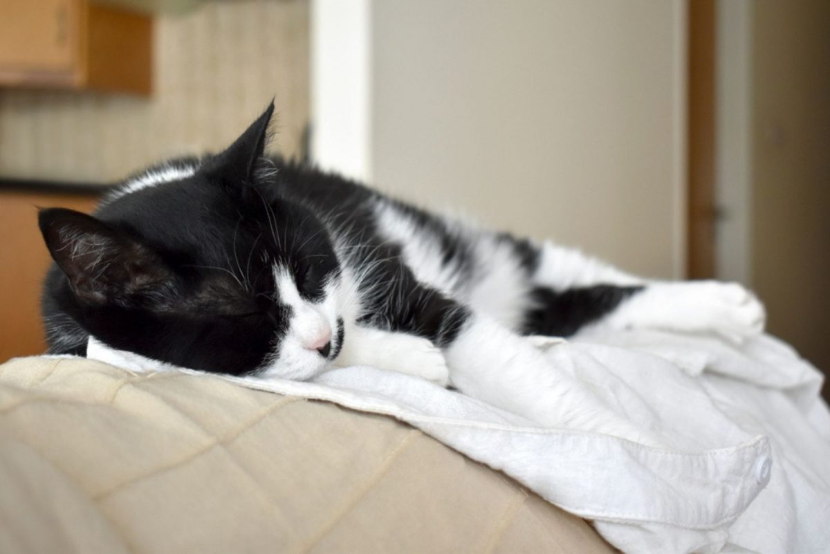 10 Cat Sleeping Positions When Sick: Understand Your Feline