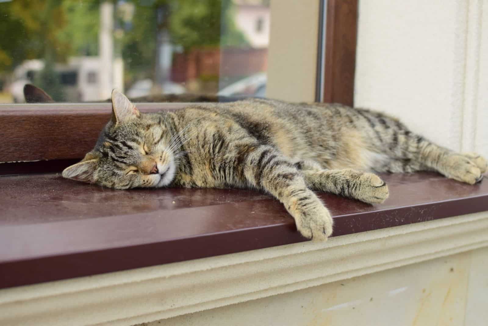 the cat sleeps on the wooden floor