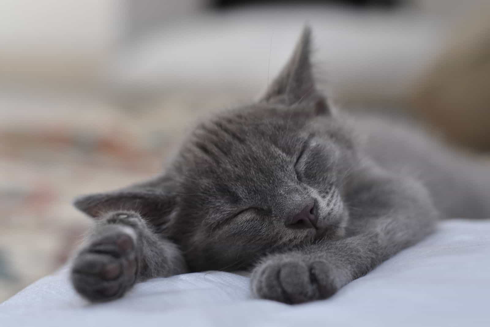 the cat sleeps with outstretched paws