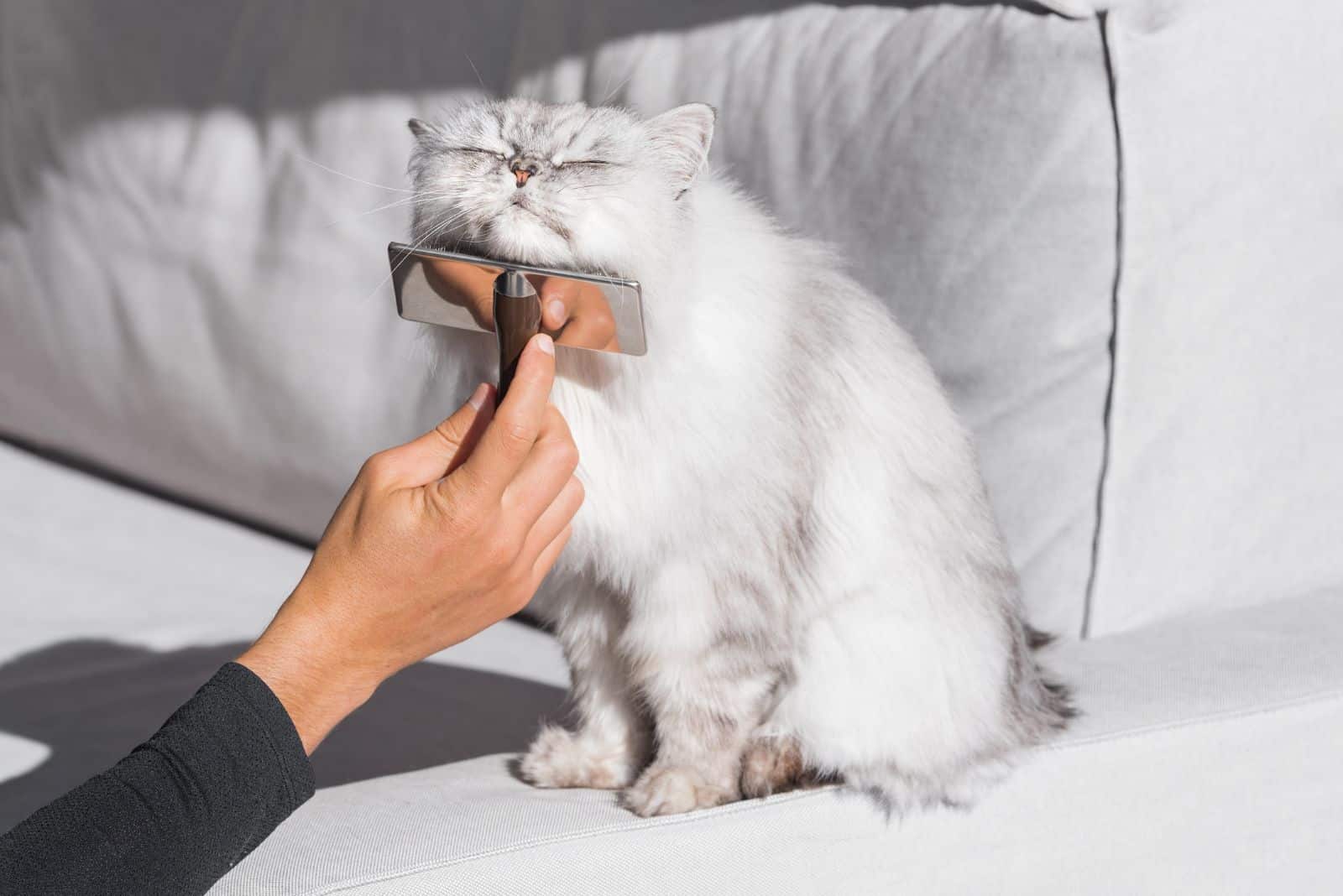 the woman brushes the cat on the bed