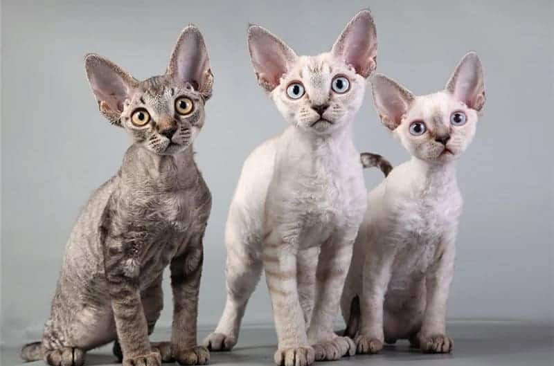 three oregon rex cat