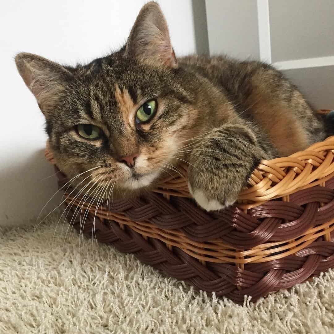 torbie cat lying in a basket