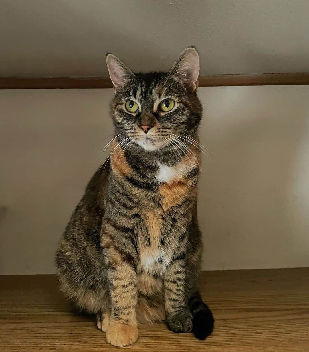 torbie cat portrait
