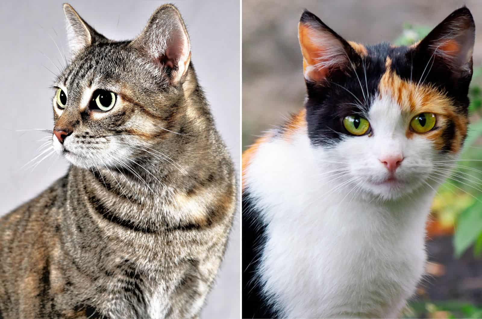 torbie vs calico