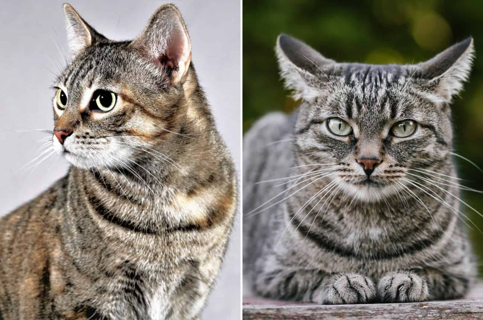 torbie vs tabby cat