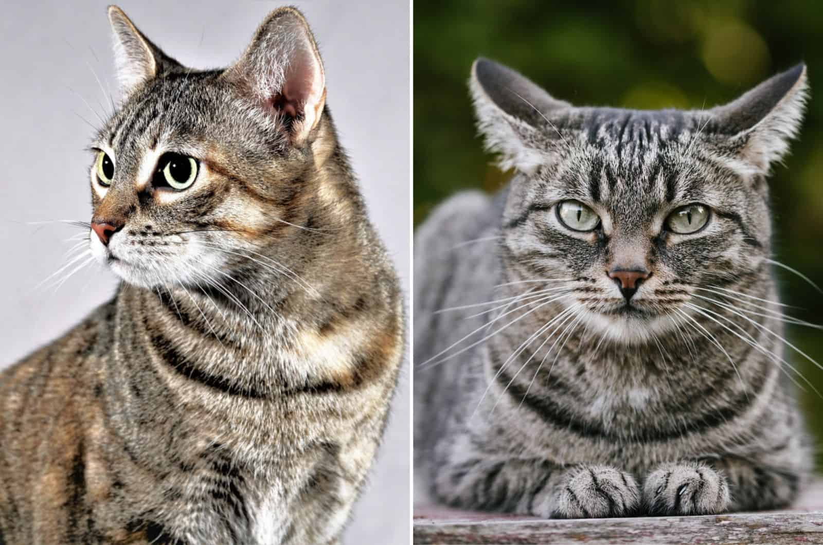 facts-about-tabby-cats-facts-about-tabby-cats-peacecommission-kdsg-gov-ng