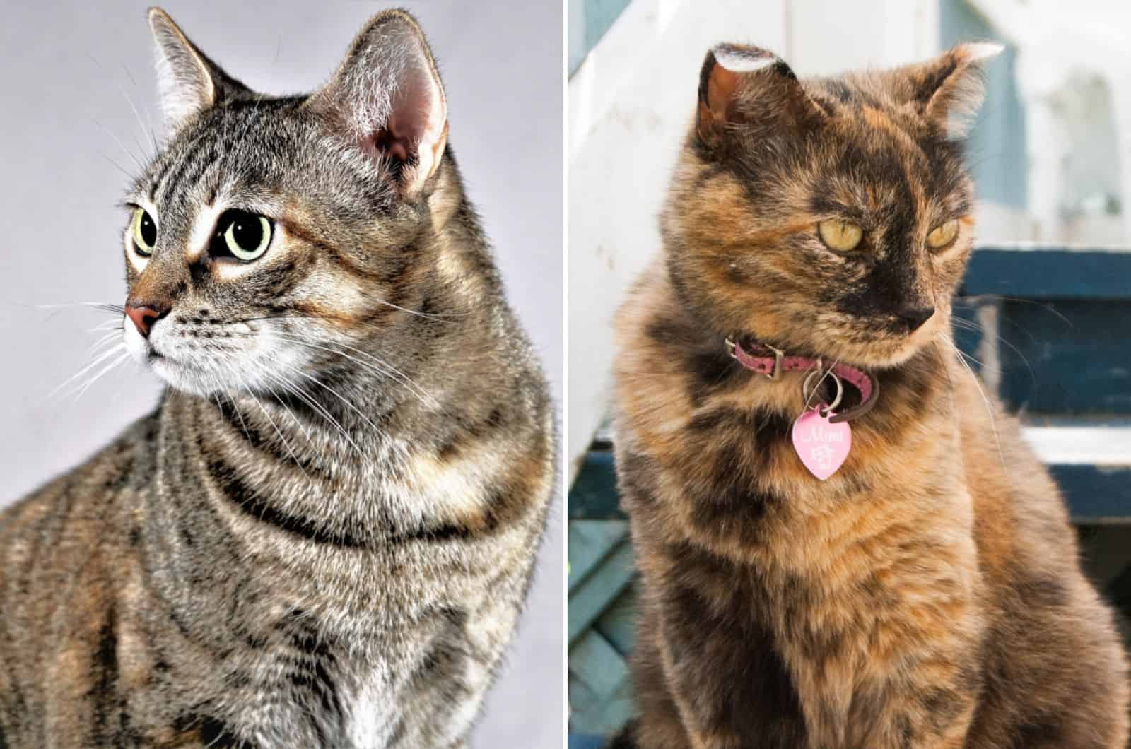 torbie vs tortoise shell cat