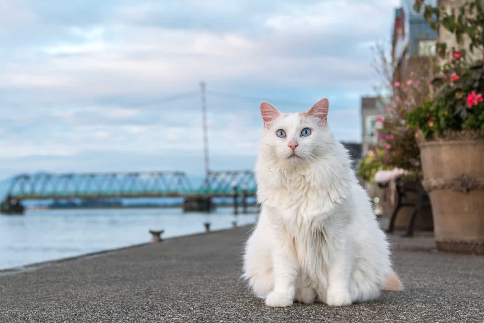 white turkish van cat with round eyes photographed on the street