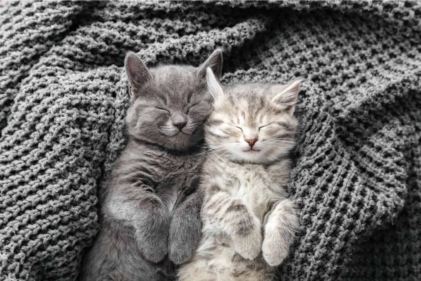 two cute kittens are sleeping on their backs