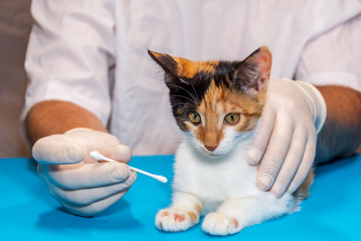 Can You Put Neosporin On A Cat? Is It Safe Or Not?